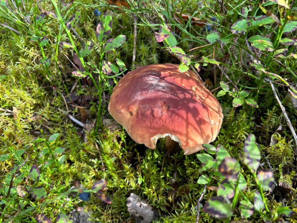 Грибной сезон в Ленобласти продолжается даже в конце октября